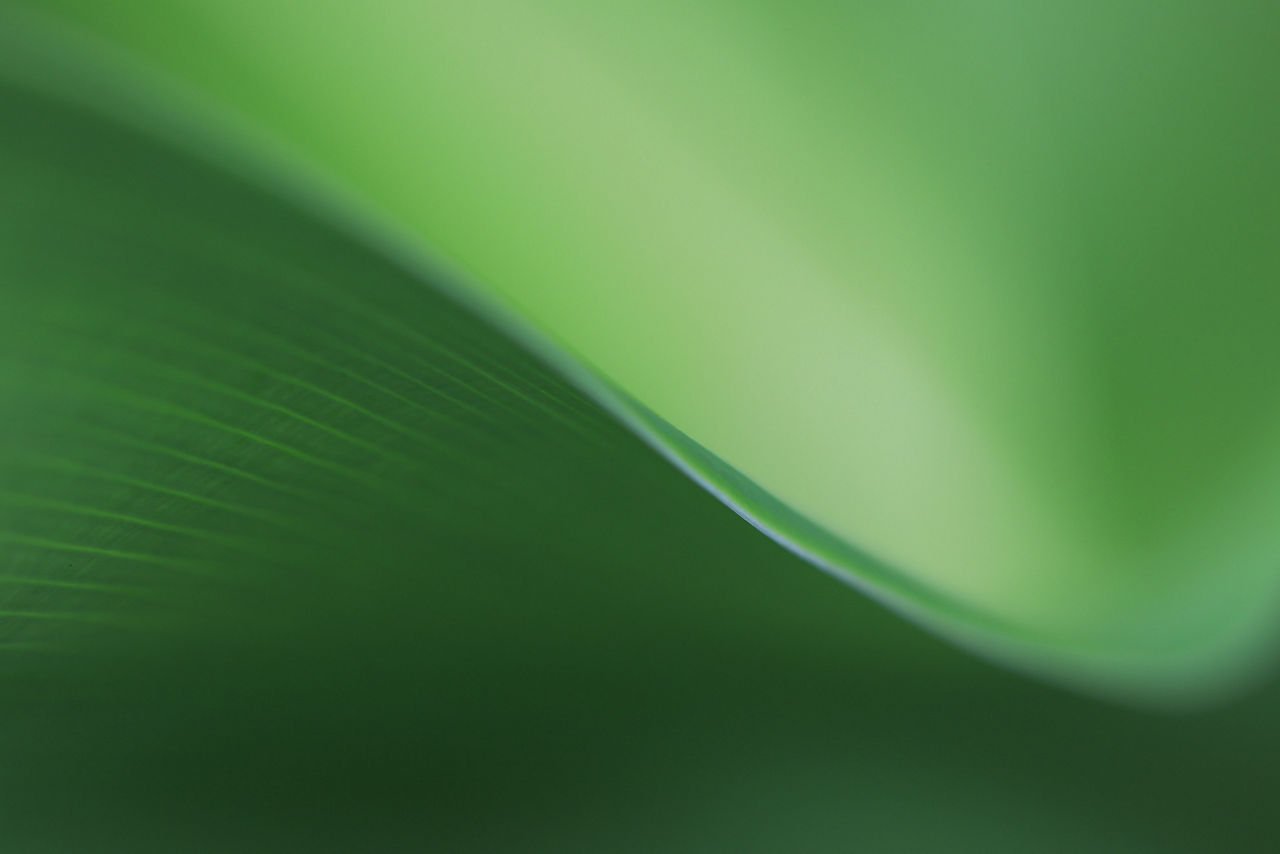 Texture of a tropical green leaf