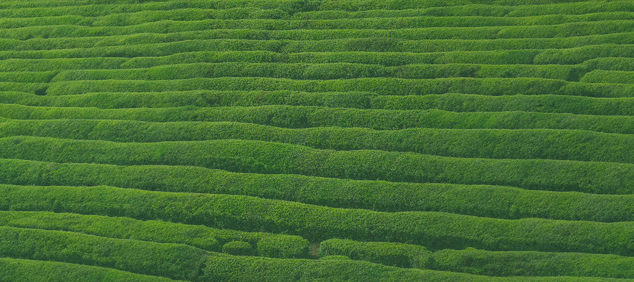 Green field tea background