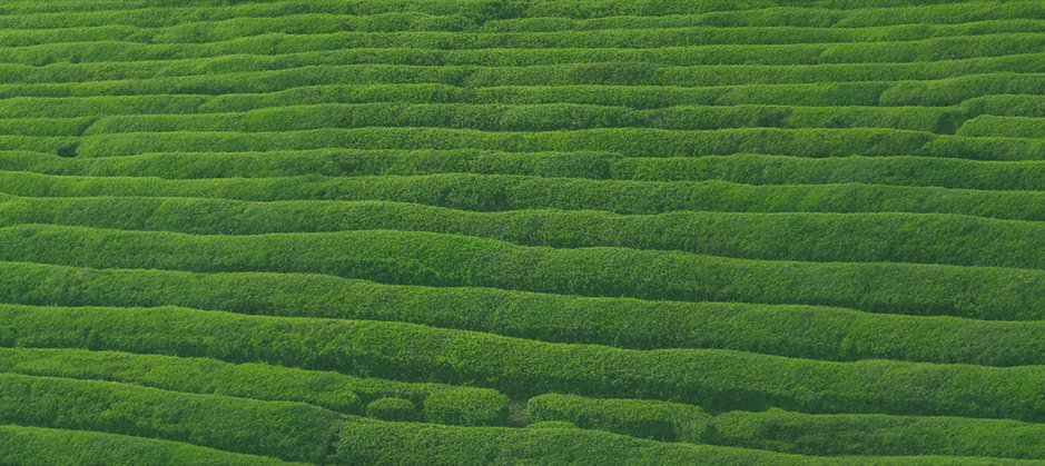 Green Field Tea