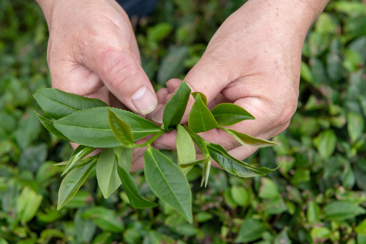 Foglie di tè — ingredienti naturali Herbalife