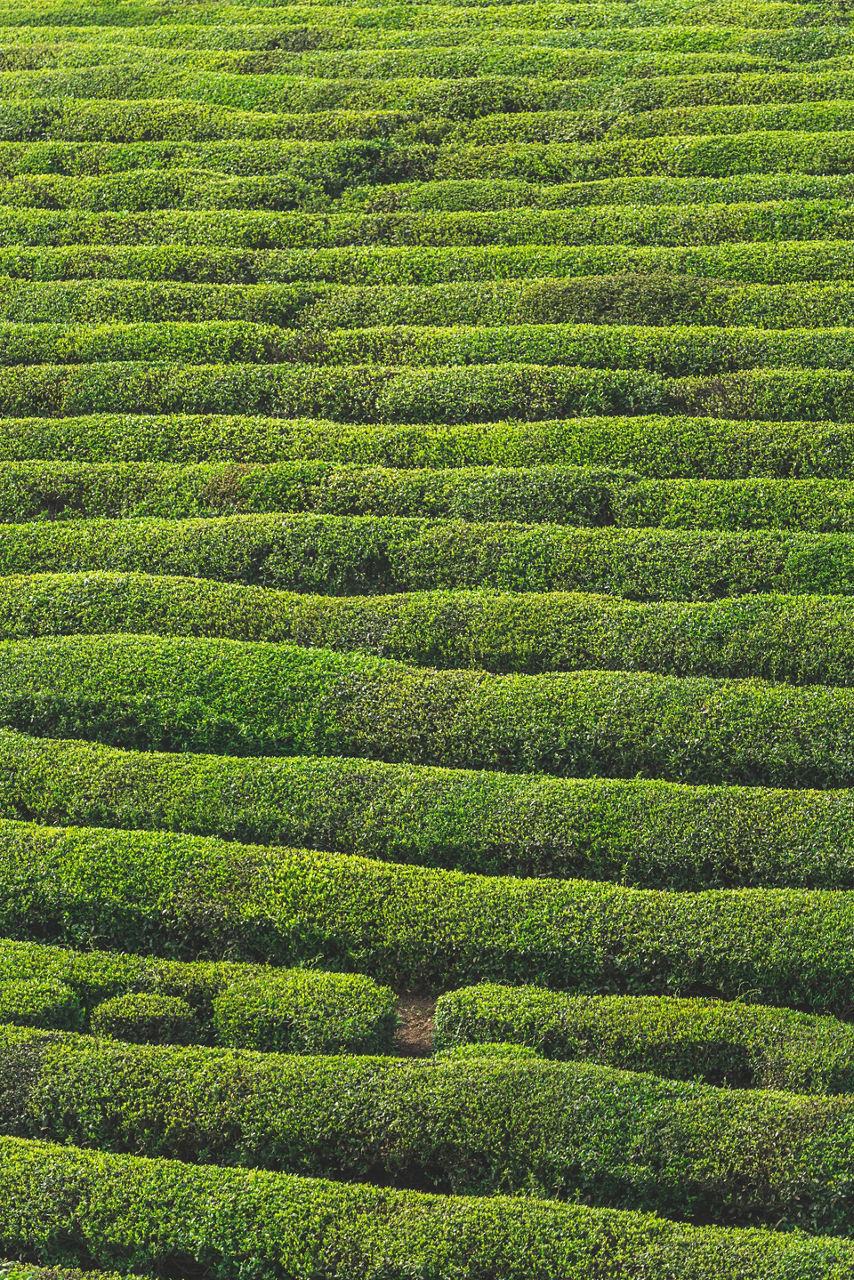 Green Tea Plantation Background