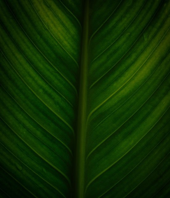 dark green leaf