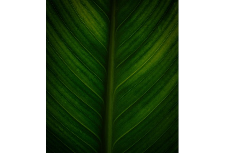 Green leaf background