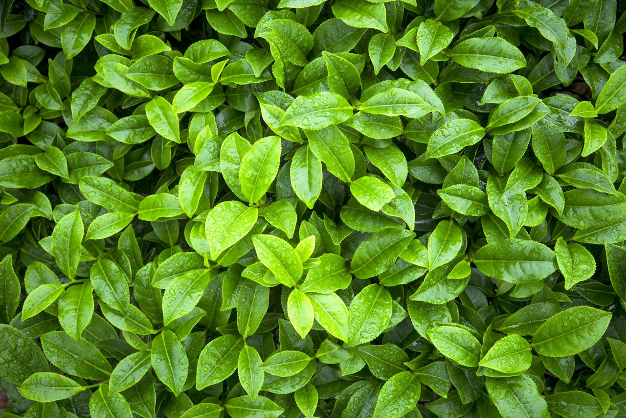 Tea leaves texture