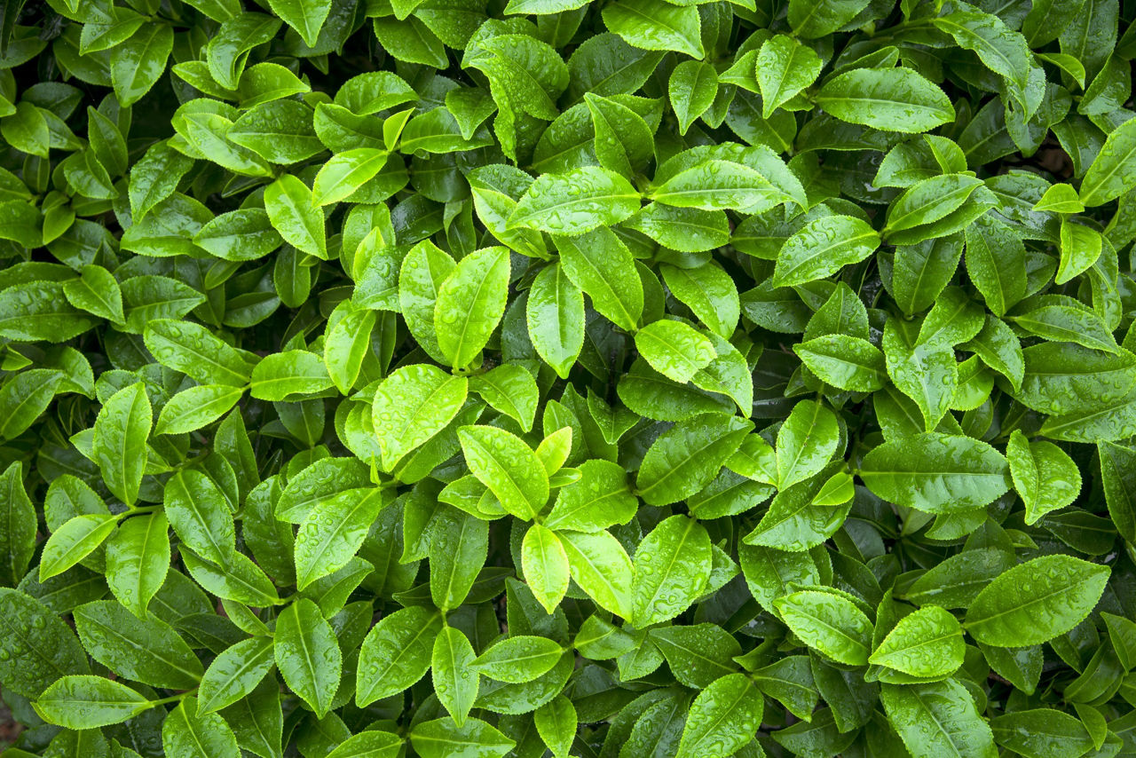 Tea Leaves Texture