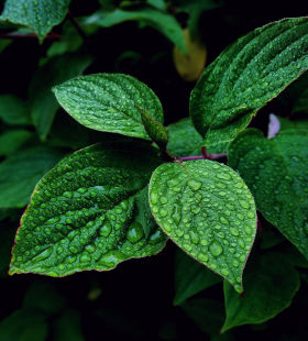 Fresh plant of peppermint