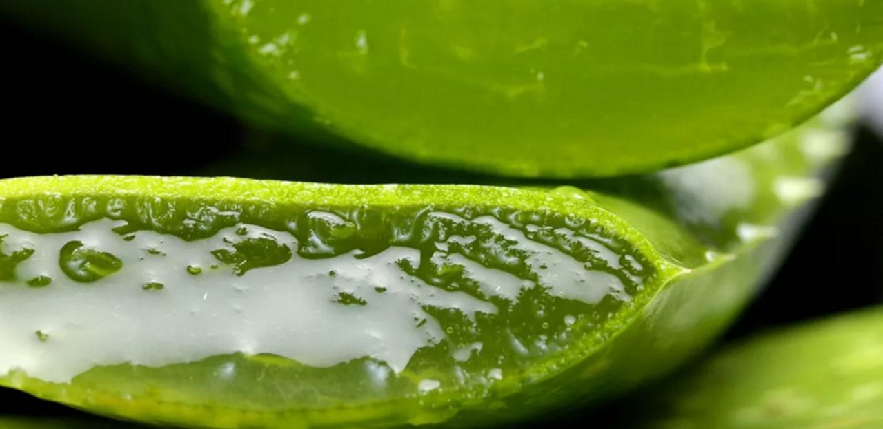 Aloe vera leaves with gel