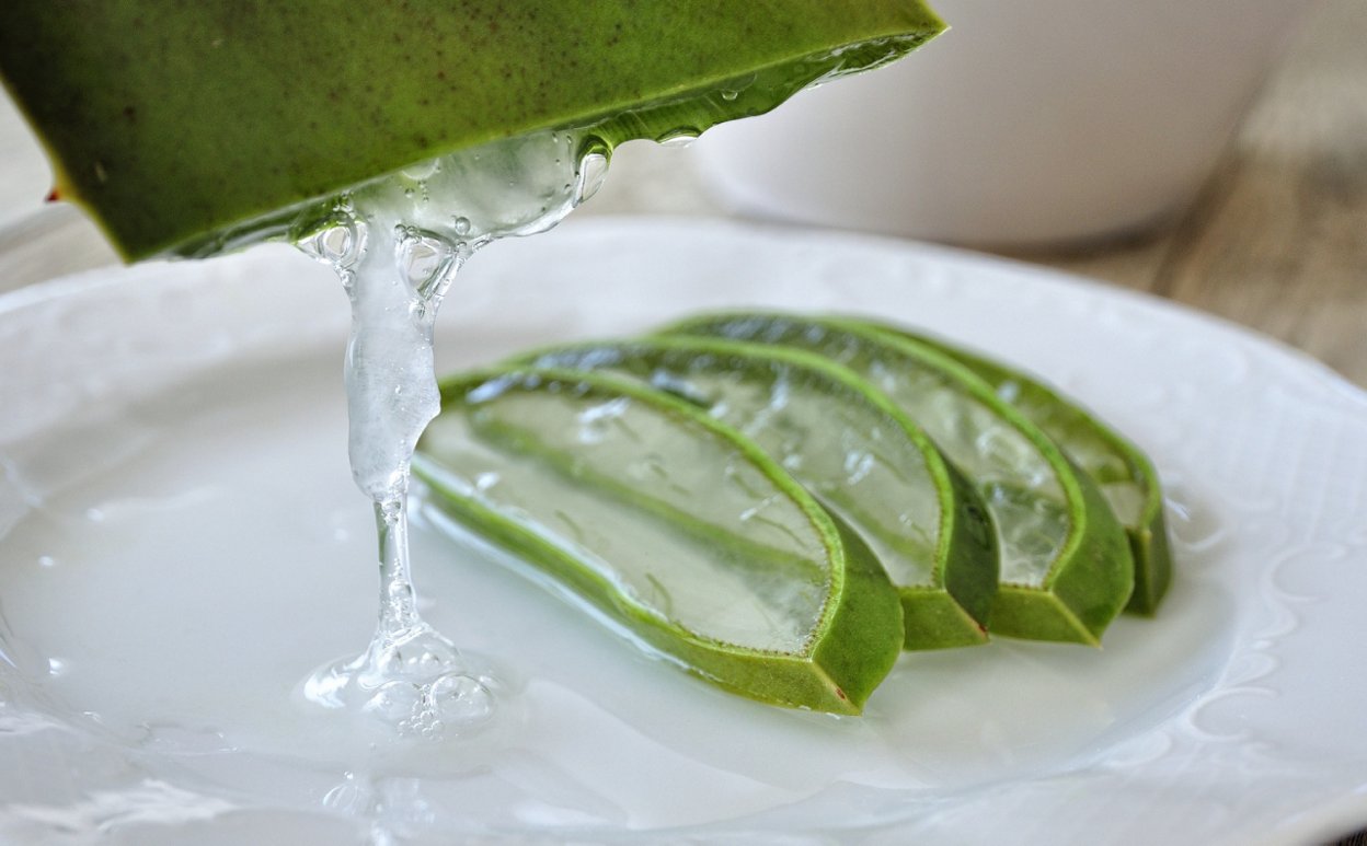 aloe vera