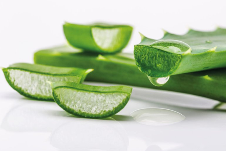 Aloe vera