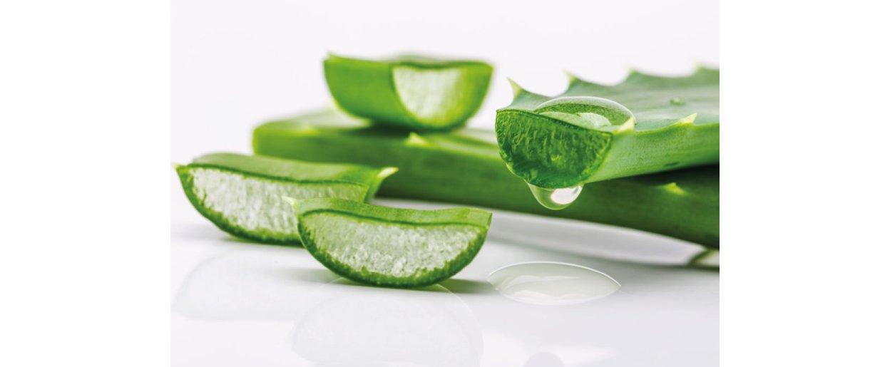 Aloe vera