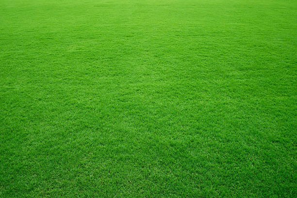 Fresh green grass in football pitch