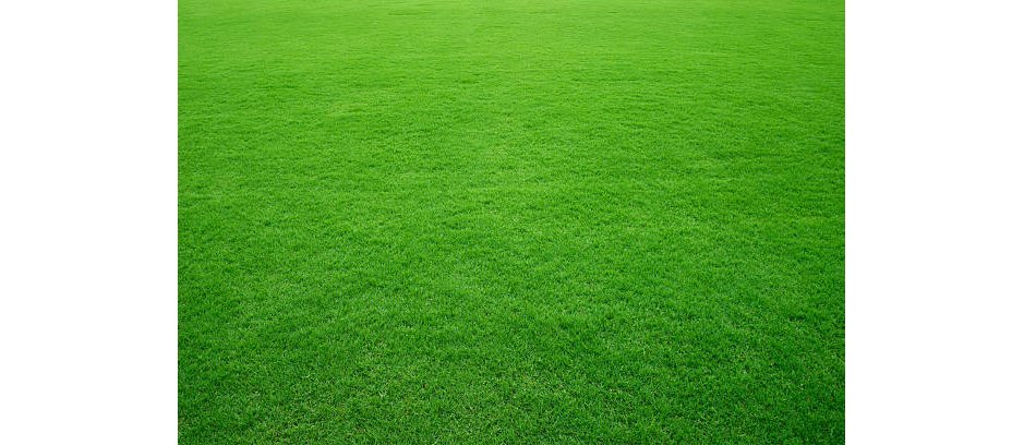 Fresh green grass in football pitch