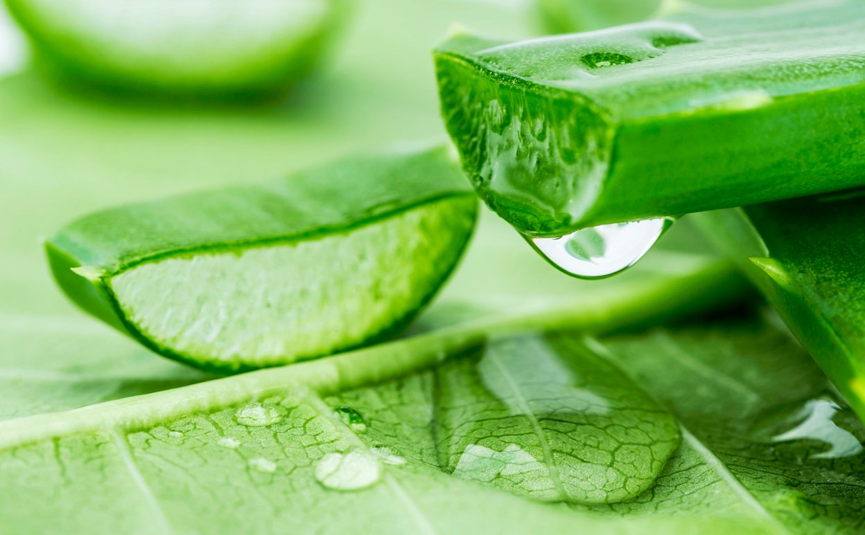 ​​5 usos del aloe vera que debes conocer