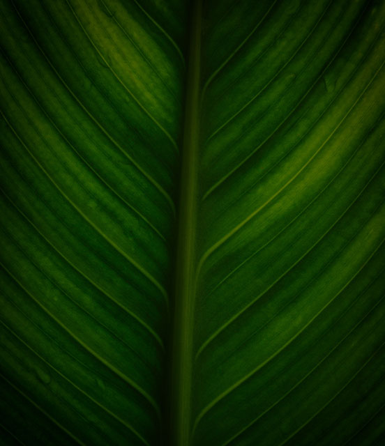 Leaf background image